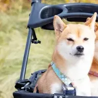 群馬のドッグイベント