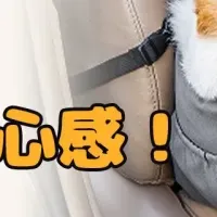 ペット用ドライブベッド