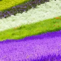 Z-Leg™で空の旅