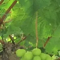 シャインマスカット栽培隊募集