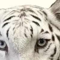 ホワイトタイガー「サン」誕生祝