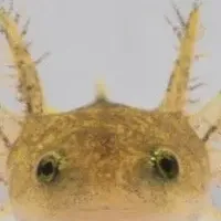 ヤマトサンショウウオ産卵成功