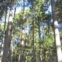 沖中造林の挑戦