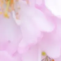 亀岡さくらウィーク