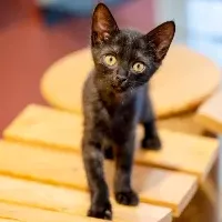 ペテモ市川妙典店