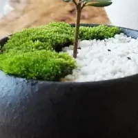 オリーブ盆栽づくり