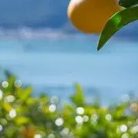 甘夏スイーツ試食会