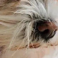 愛犬の涙やけの悩み