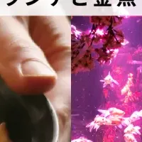 銀座の春プラン