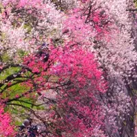 阿智村 花桃まつり