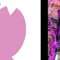 しぶやさくらまつり