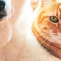 柴犬と猫の暮らし特集