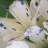 Lucy Grayの植物図鑑