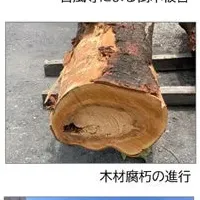 木を生かす挑戦