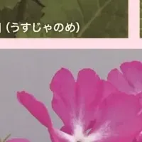 「さくらそう品種展」