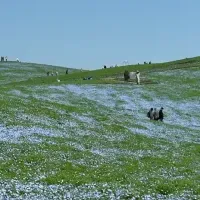 ネモフィラ3分咲き