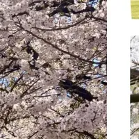 桜のトンネル体験