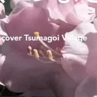 嬬恋村の新予約システム