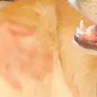 アニー引退特集