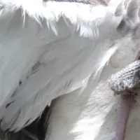 オオミズナギドリ調査