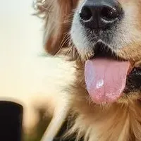 犬とのドライブ実態