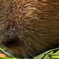 カピバラ誕生日イベント