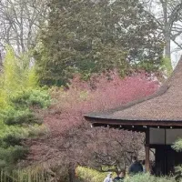 フィラデルフィアの桜