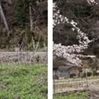 寿駅行き違い設備