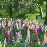 ルピナスとデルフィニウム