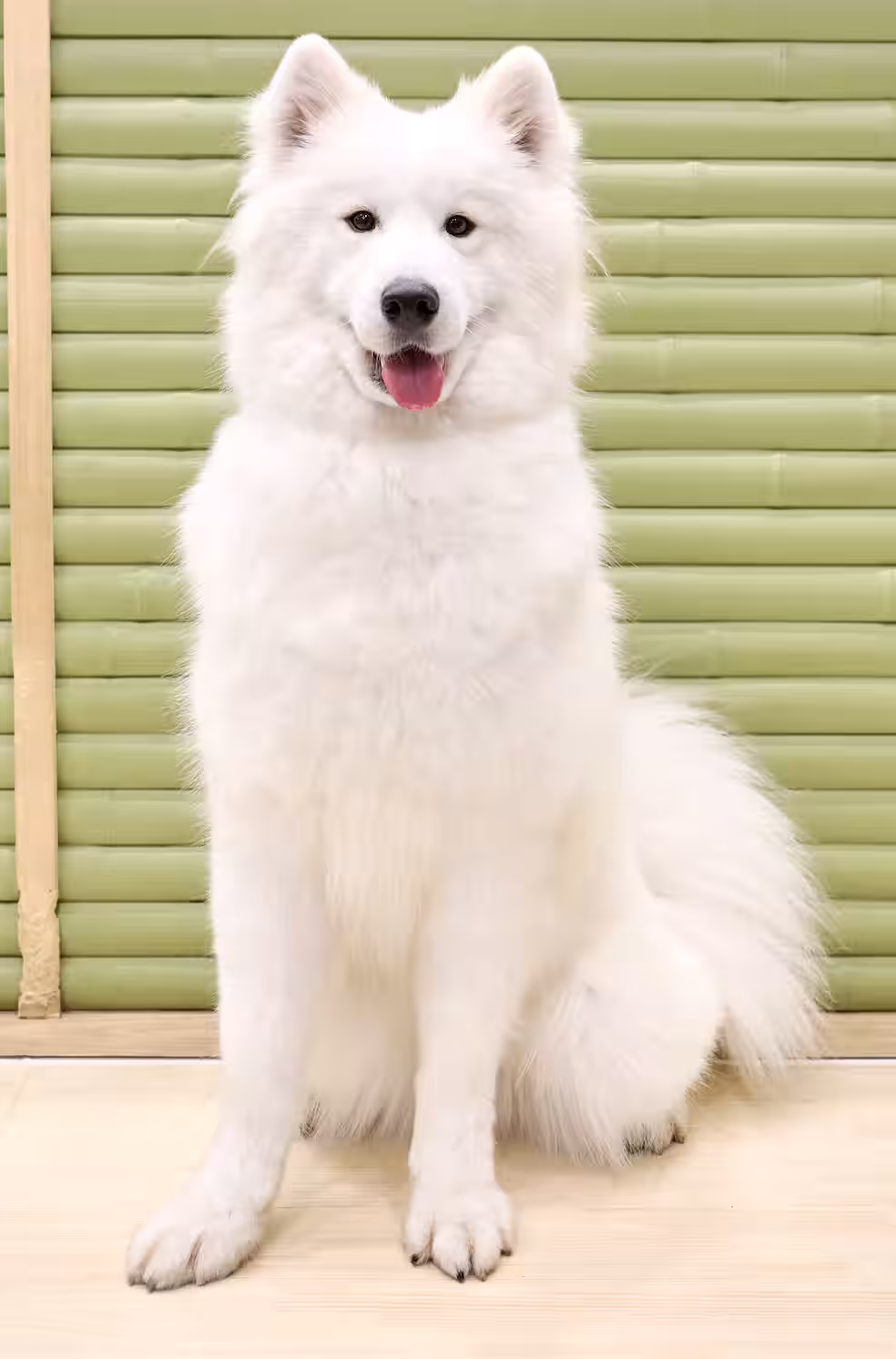 画像8