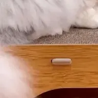 猫用爪とぎハウス特価