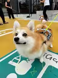 画像11