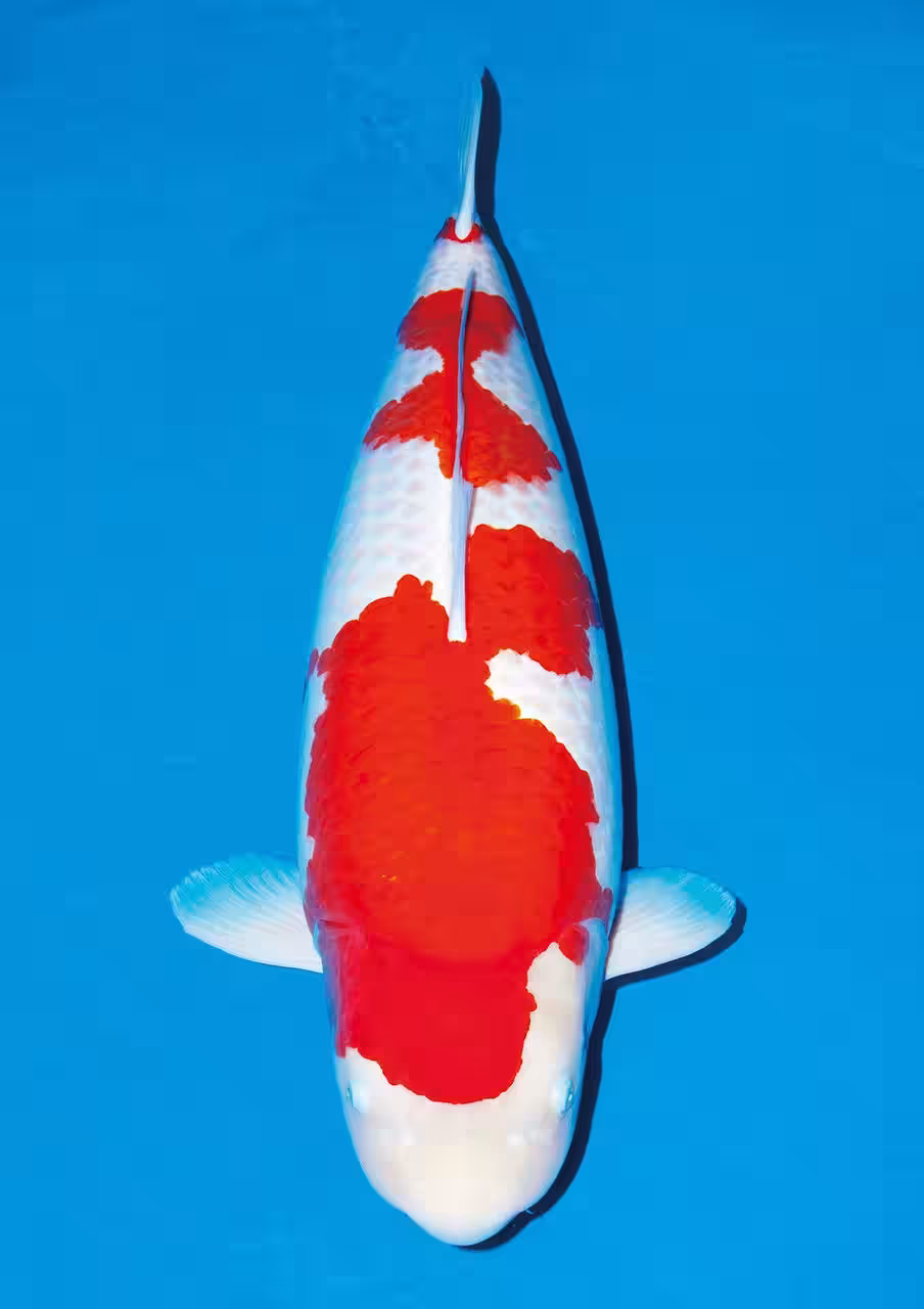 画像5