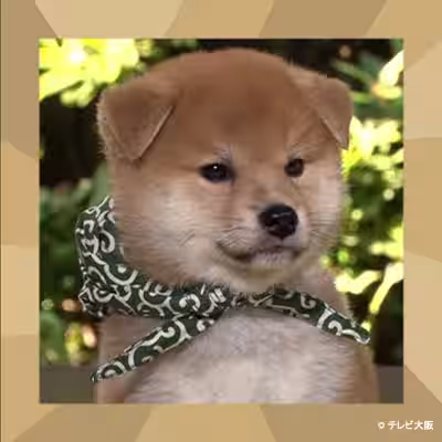 画像4