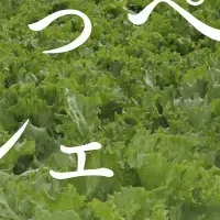 三島の野菜祭り