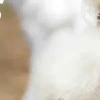 新ハーネス「HUGNESS」
