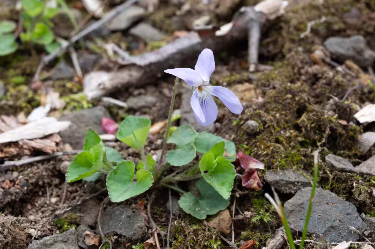 画像12