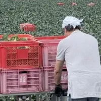 農業を支える電動台車