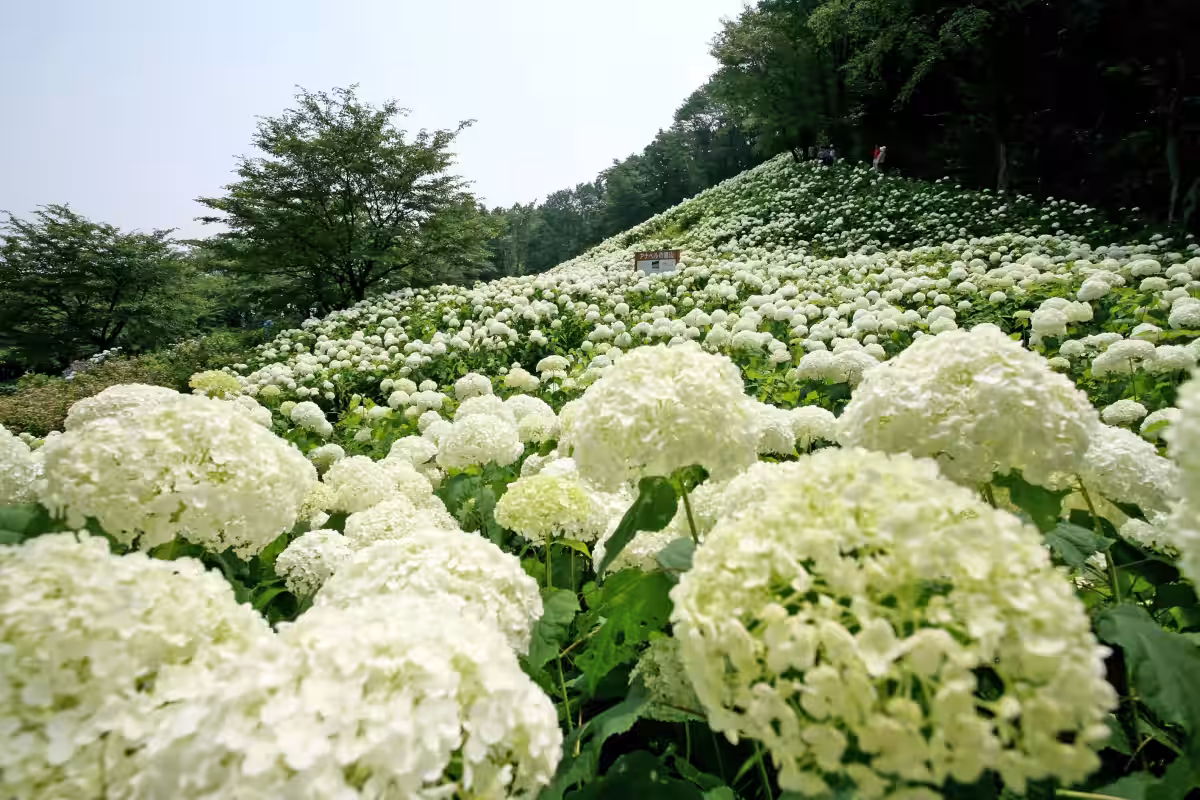 画像12