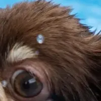 愛犬と夏の思い出