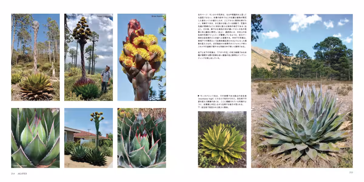 画像8