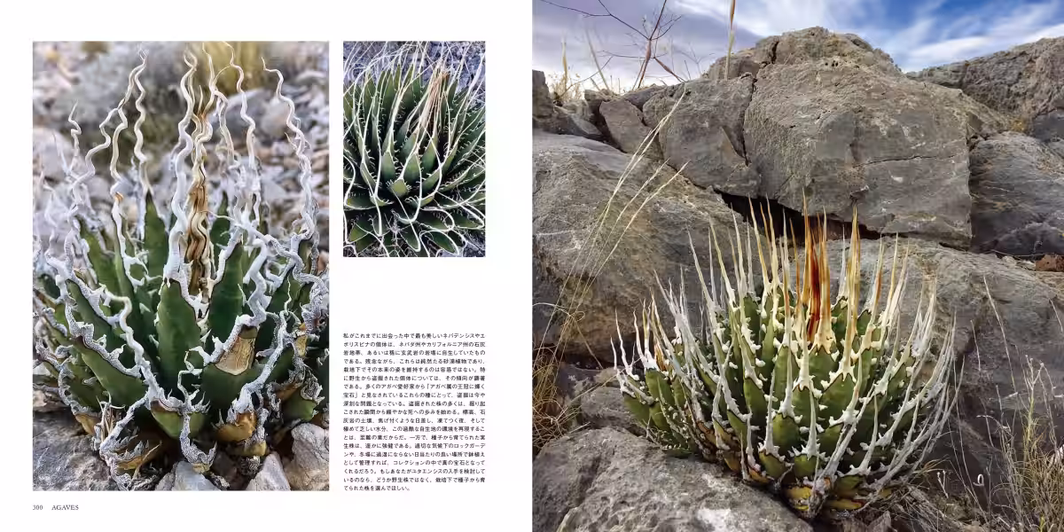 画像7