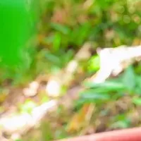夏のお宮参り特集