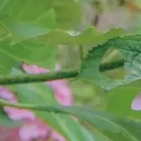 見帰りの滝あじさいまつり