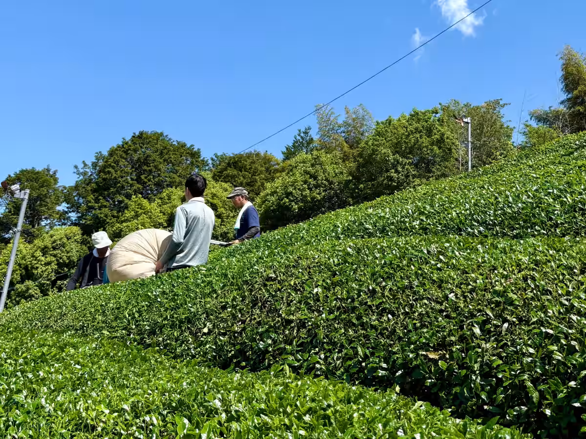画像4
