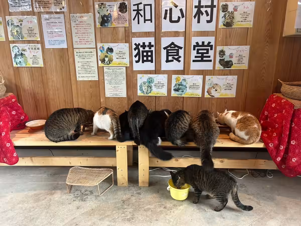 画像9