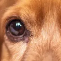 愛犬の新治療法