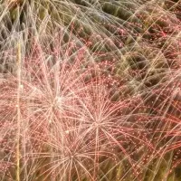 いたばし花火大会