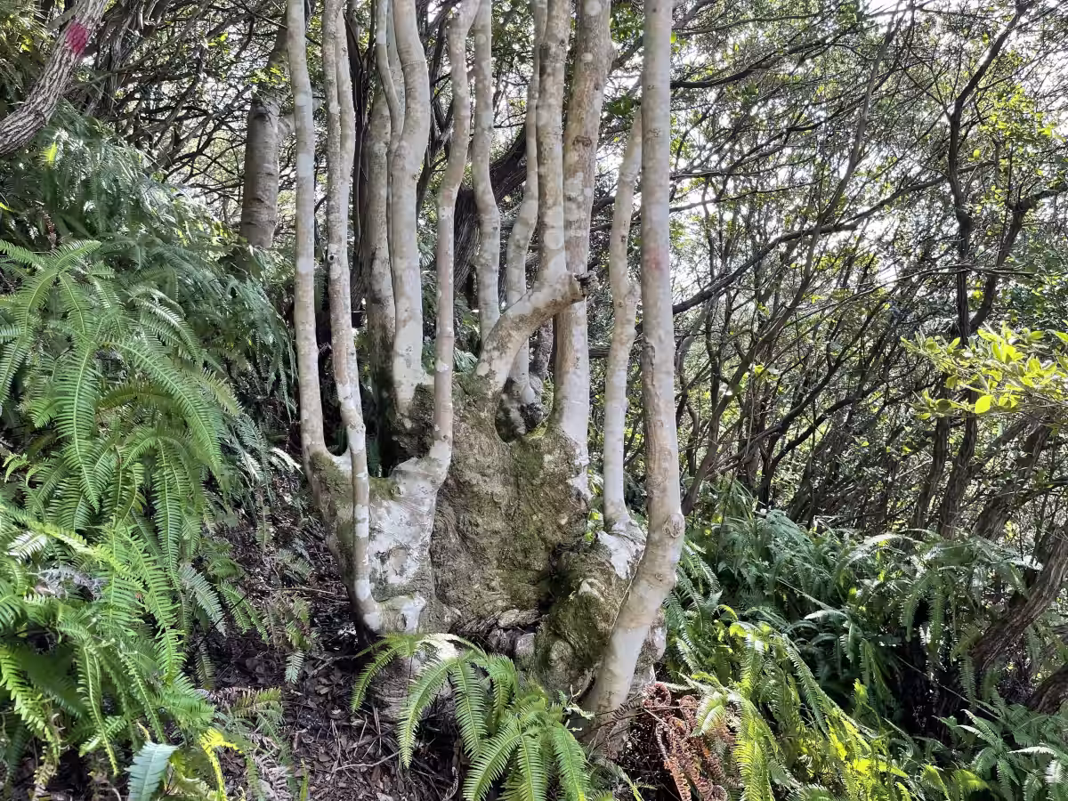 画像4