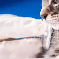 動物病院への満足度